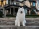 Travis Kelce confirmă adoptarea unui câine alături de Taylor Swift și detaliază debutul patrupedului într-o campanie de modă